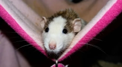 Што треба да купите за стаорци, додатоци во кафез